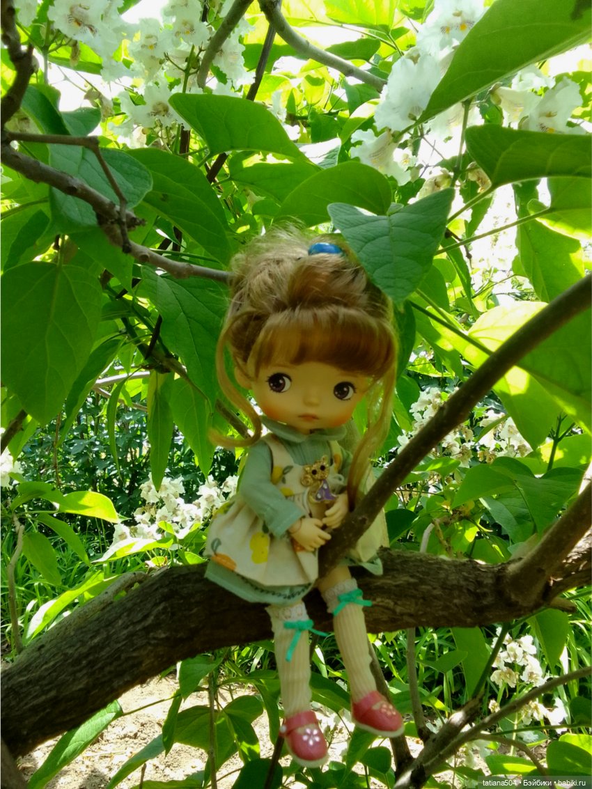 «Макаронное дерево», дерево счастья или слоновьи уши