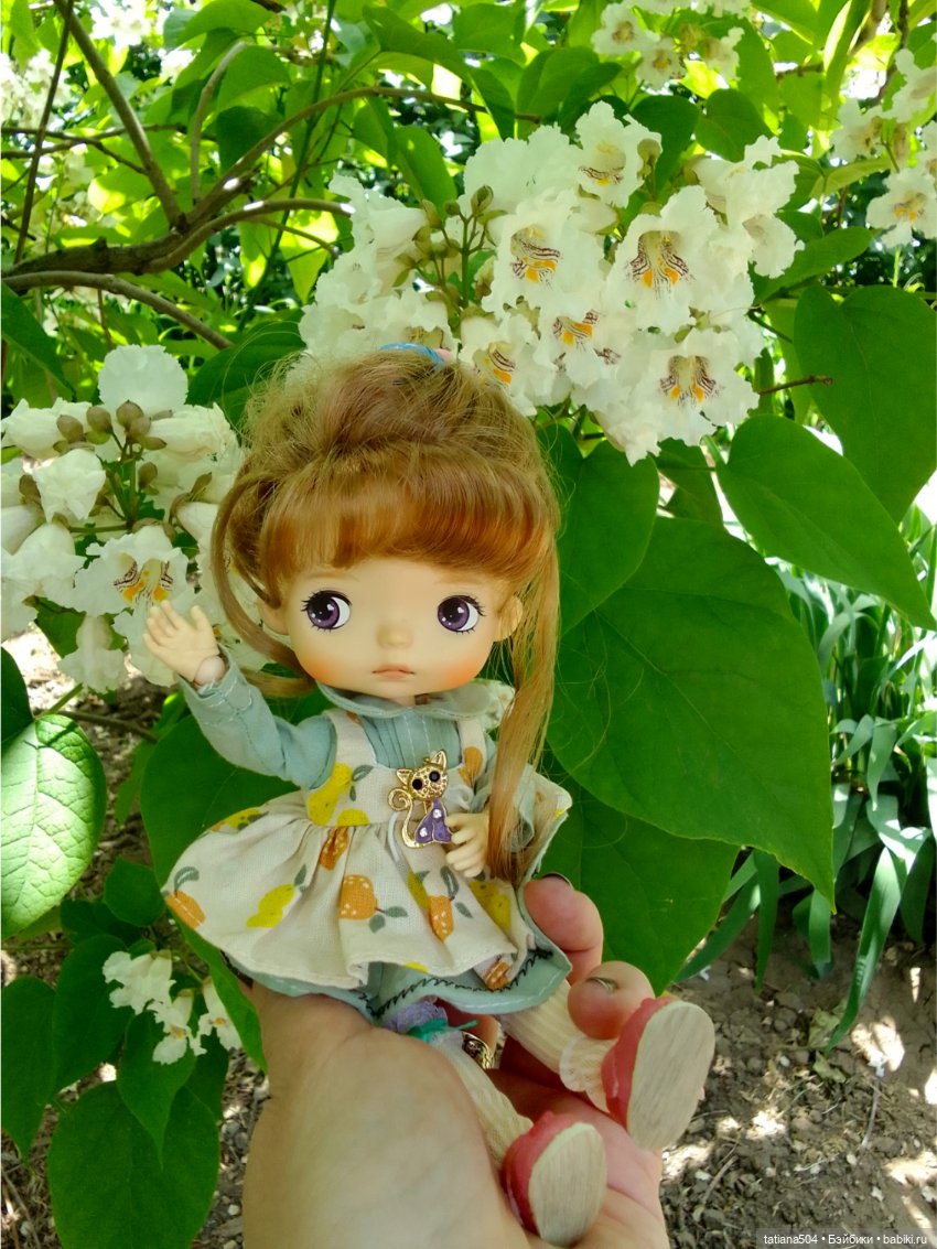 «Макаронное дерево», дерево счастья или слоновьи уши