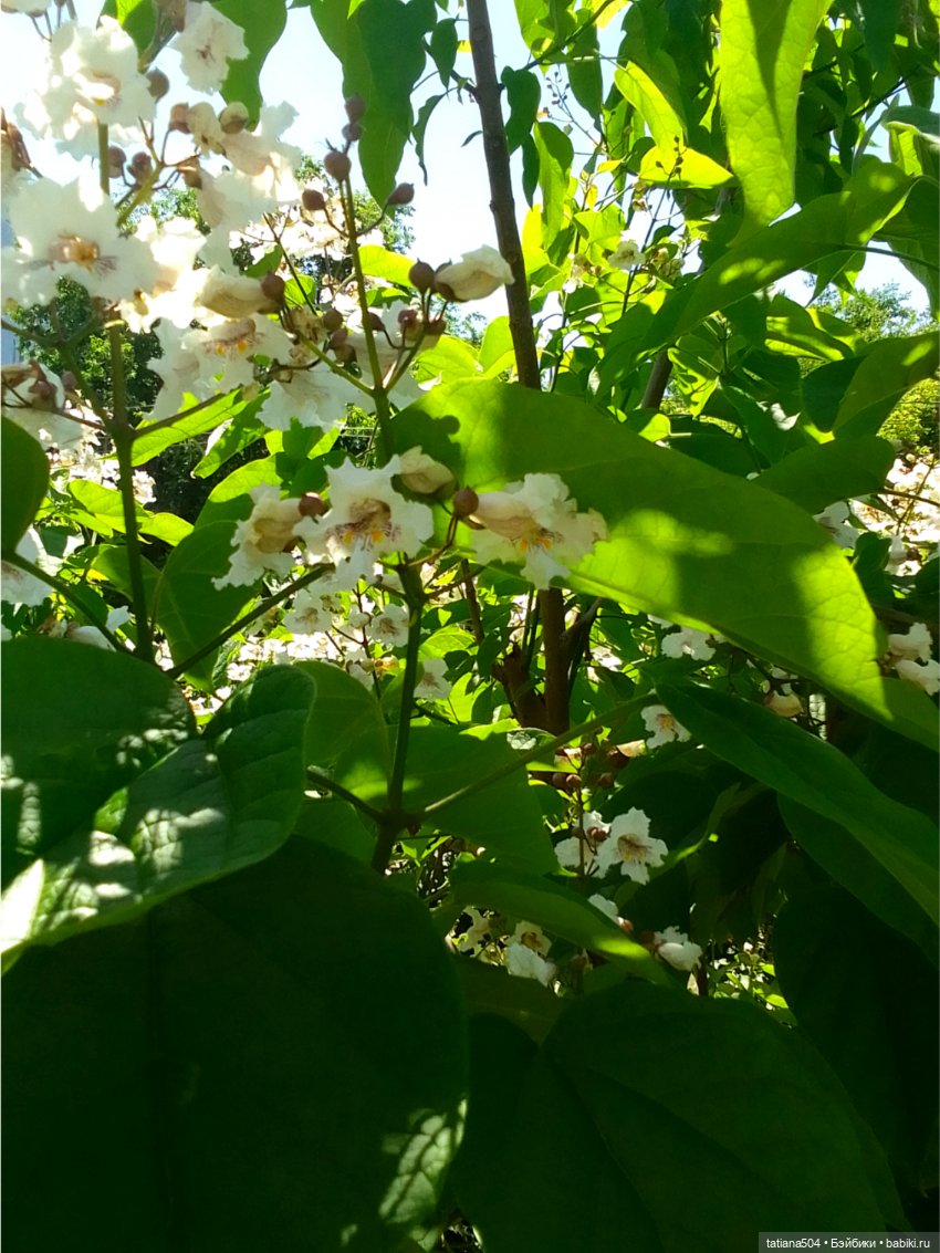 «Макаронное дерево», дерево счастья или слоновьи уши