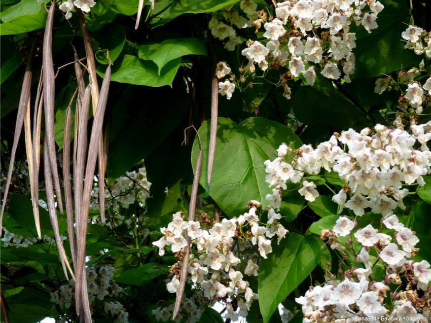 «Макаронное дерево», дерево счастья или слоновьи уши (фото 9)