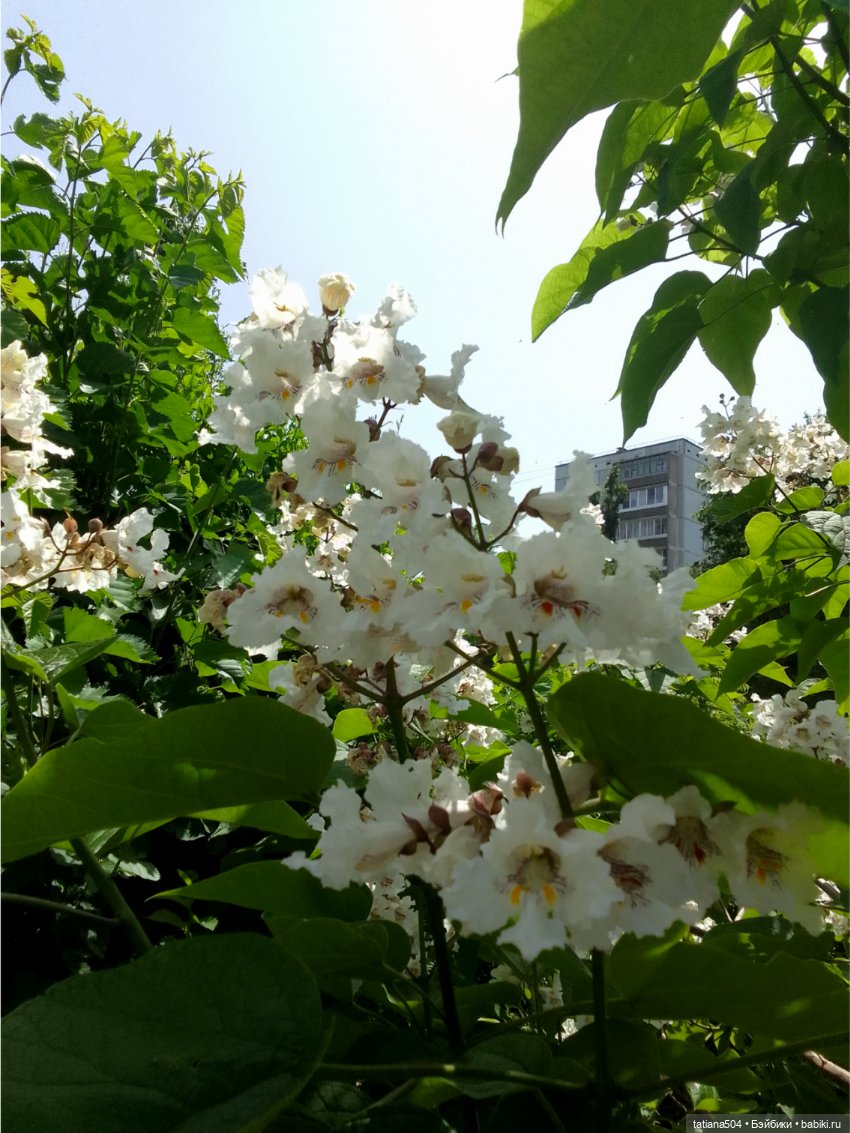 «Макаронное дерево», дерево счастья или слоновьи уши