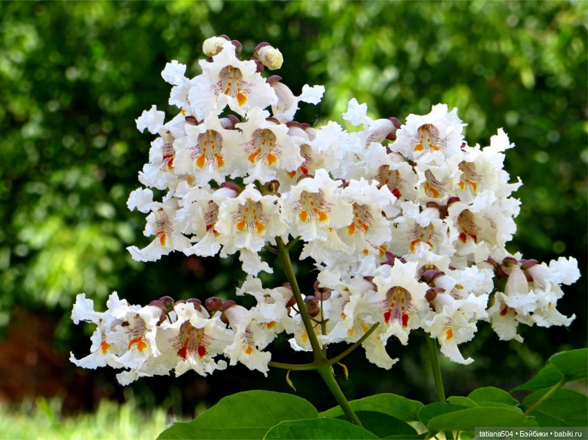 «Макаронное дерево», дерево счастья или слоновьи уши (фото 6)