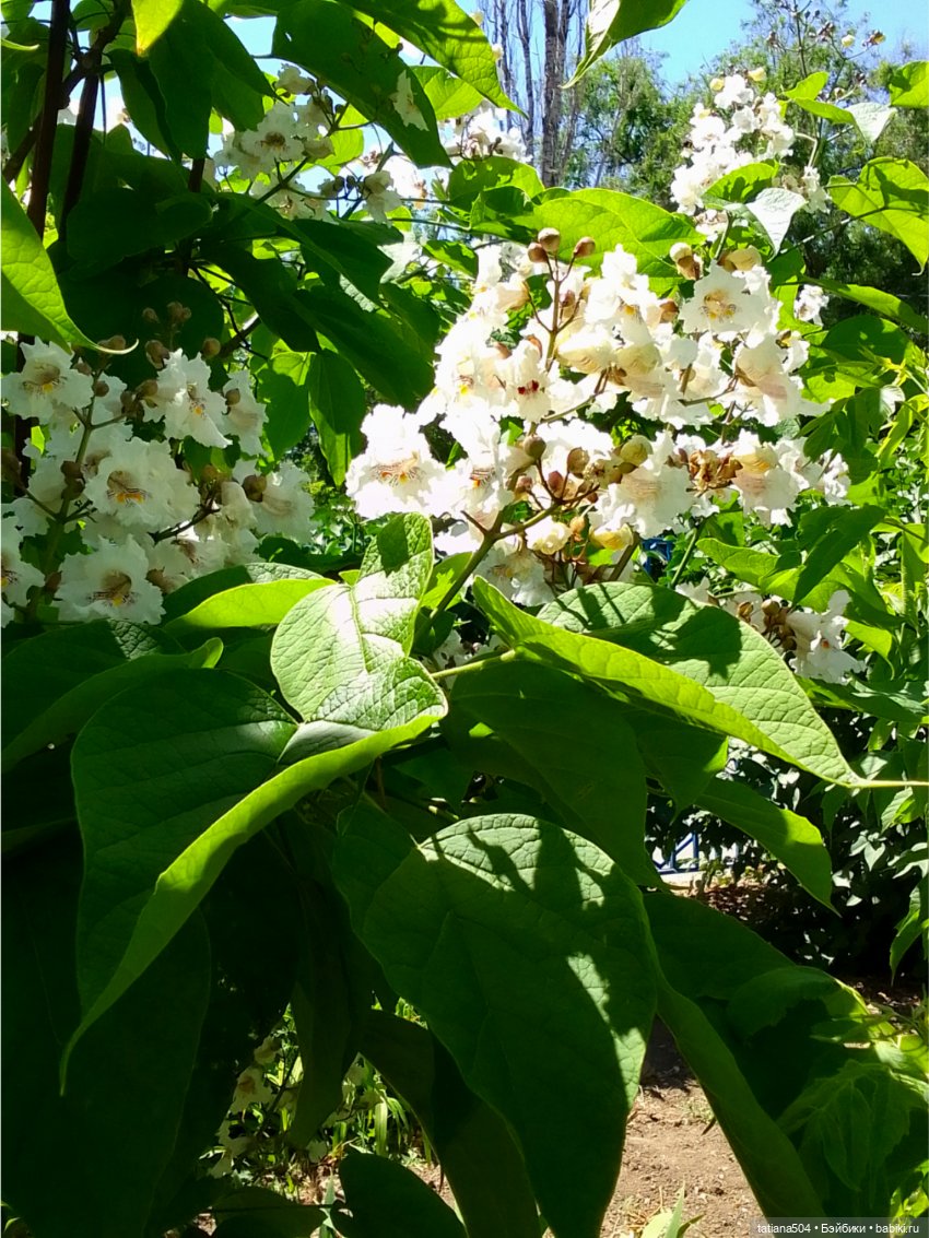 «Макаронное дерево», дерево счастья или слоновьи уши