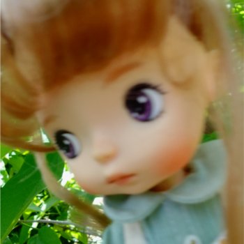 «Макаронное дерево», дерево счастья или слоновьи уши?