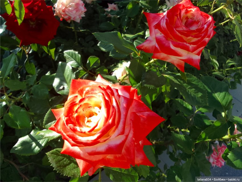 Зу за - роза, стихи и проза