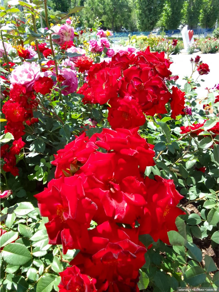 Зу за - роза, стихи и проза