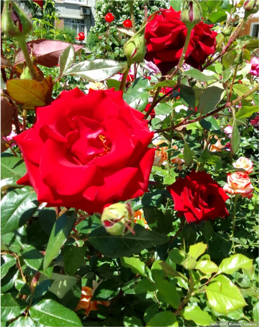 Зу за - роза, стихи и проза