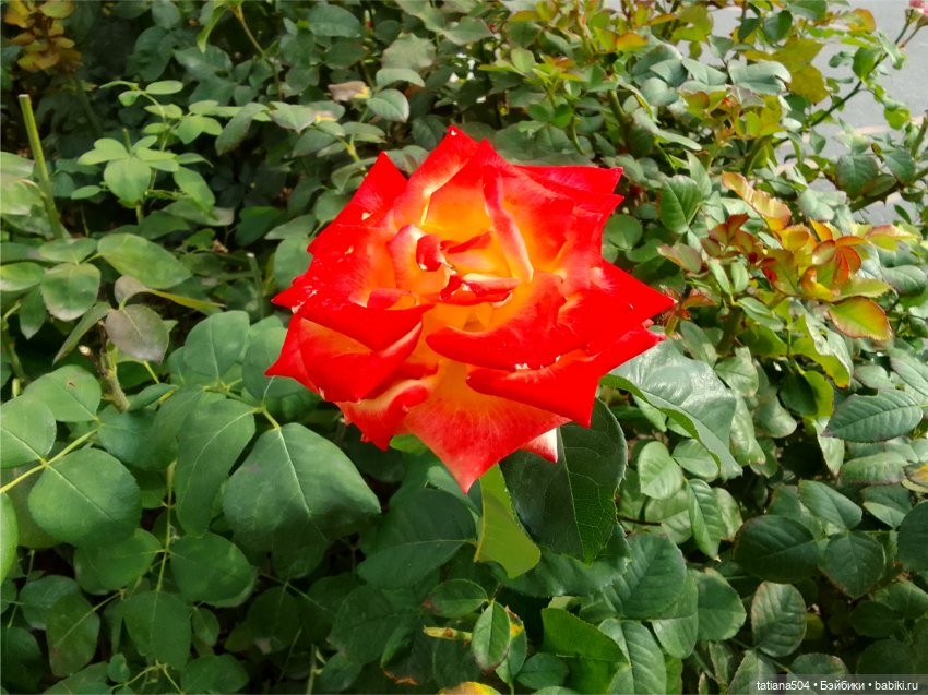 Зу за - роза, стихи и проза