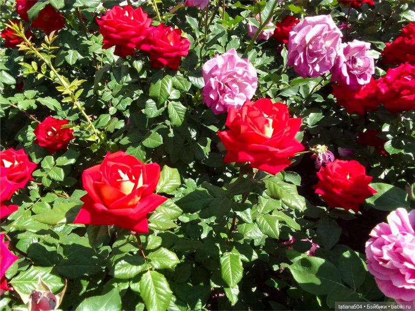 Зу за - роза, стихи и проза