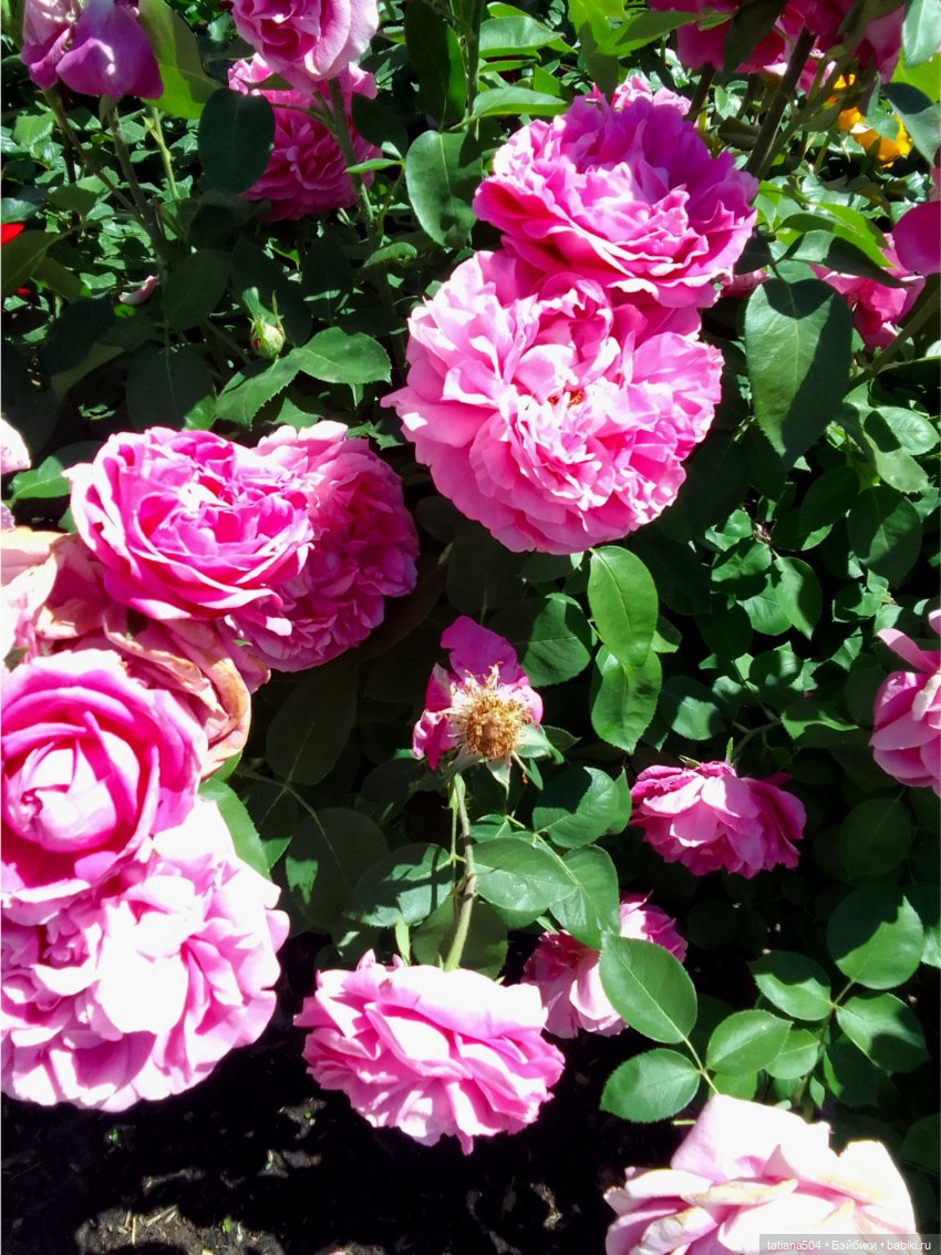 Зу за - роза, стихи и проза (фото 10)