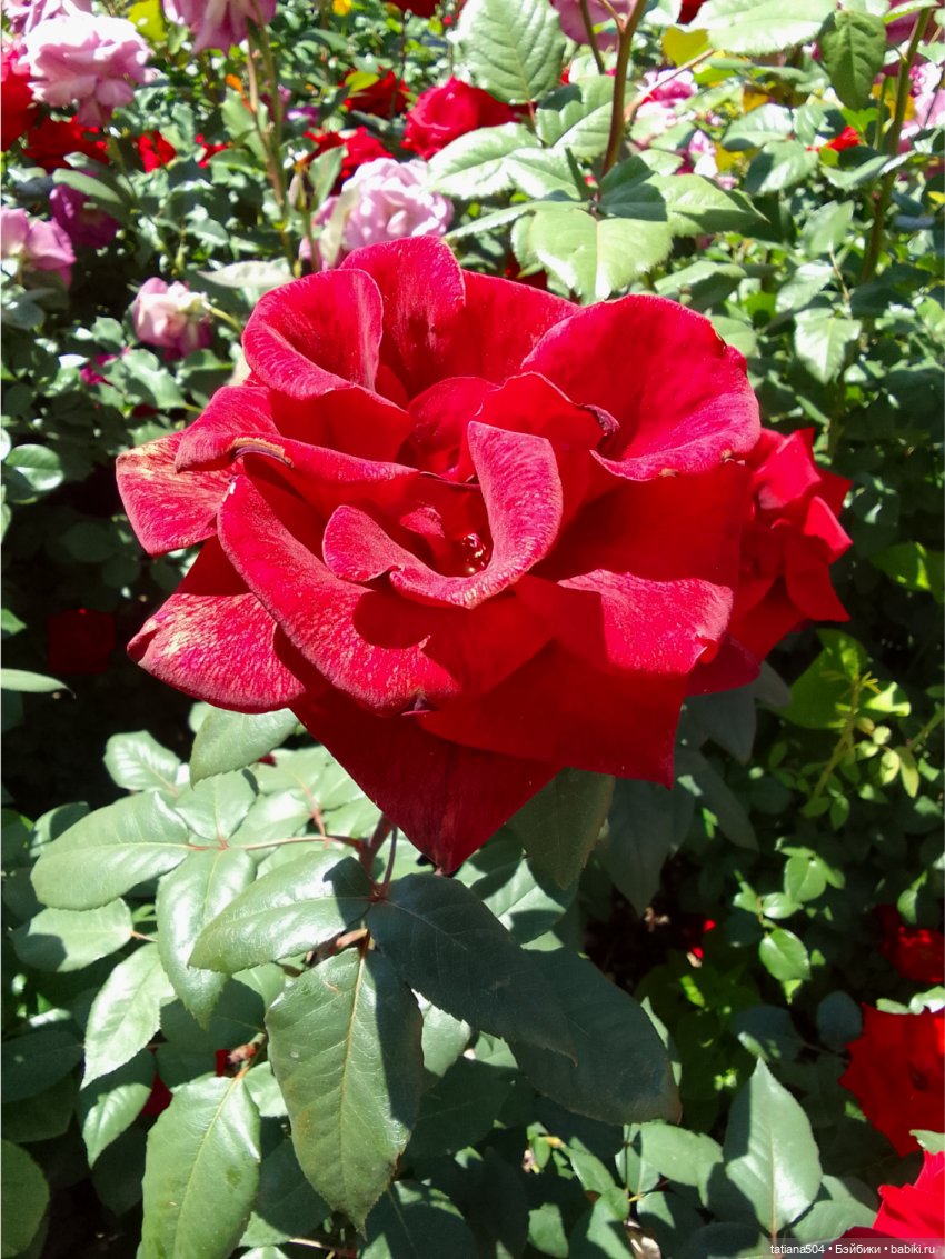 Зу за - роза, стихи и проза