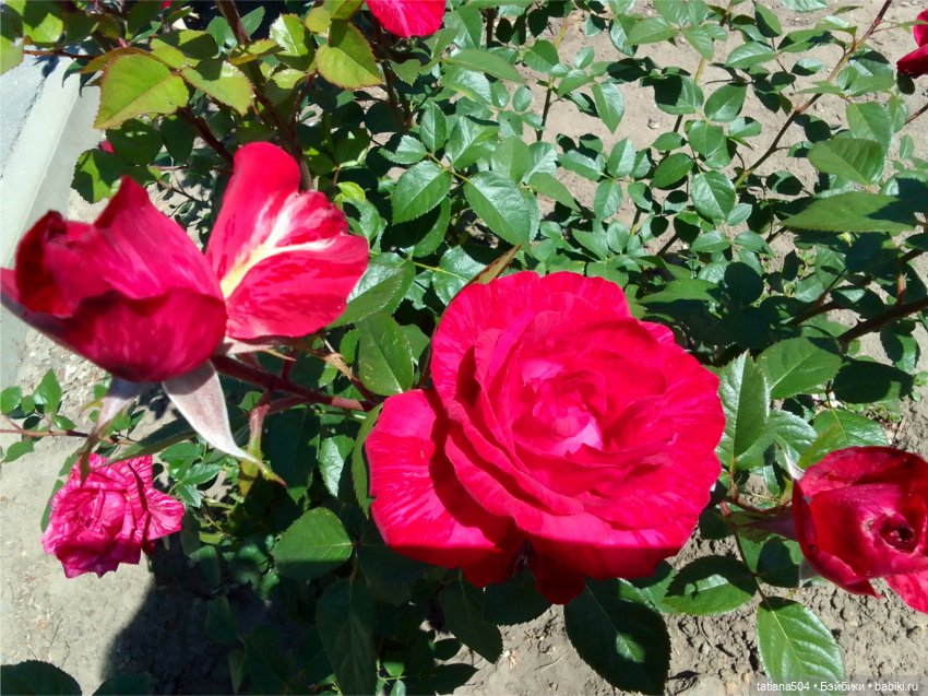 Зу за - роза, стихи и проза