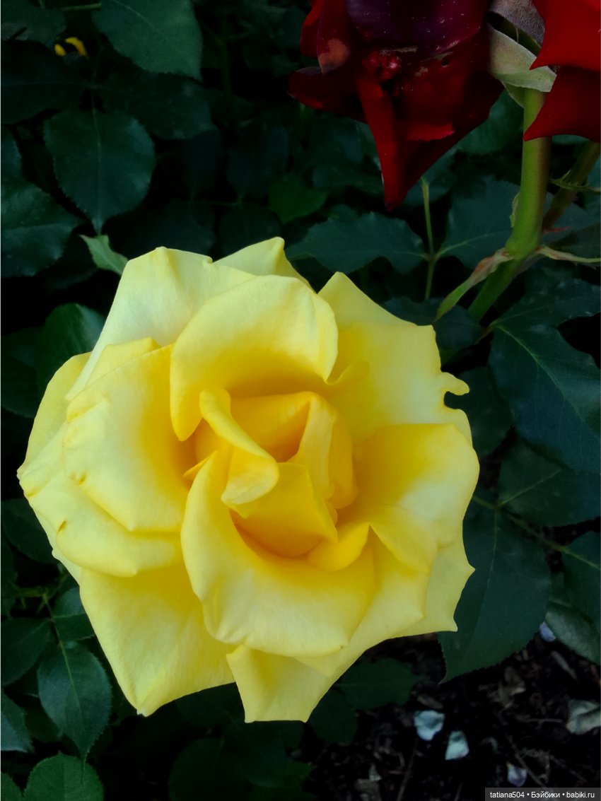 Зу за - роза, стихи и проза