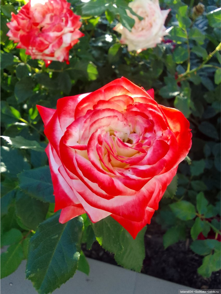 Зу за - роза, стихи и проза