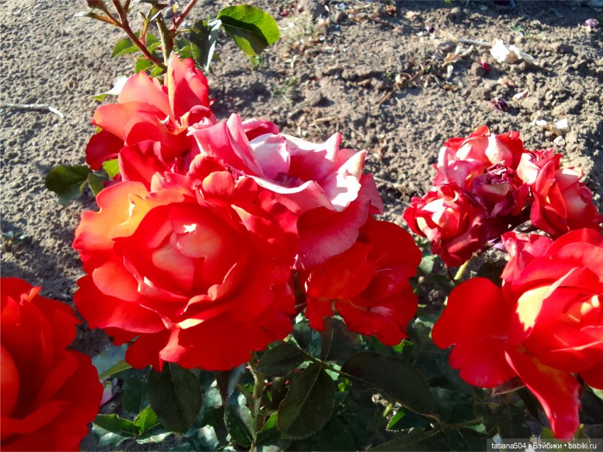 Зу за - роза, стихи и проза