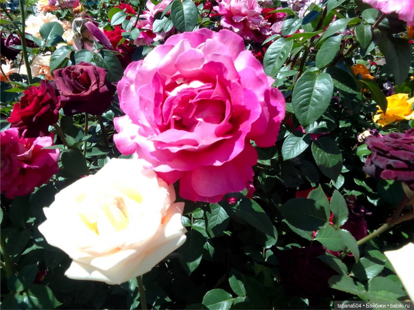 Зу за - роза, стихи и проза (фото 2)