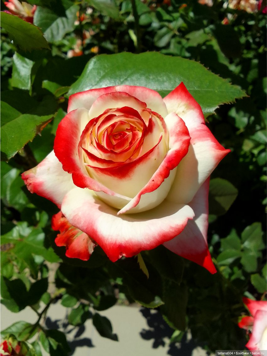 Зу за - роза, стихи и проза