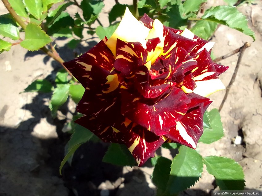 Зу за - роза, стихи и проза