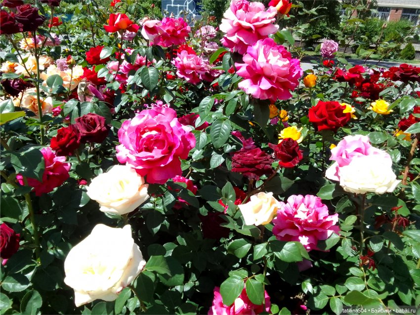 Зу за - роза, стихи и проза