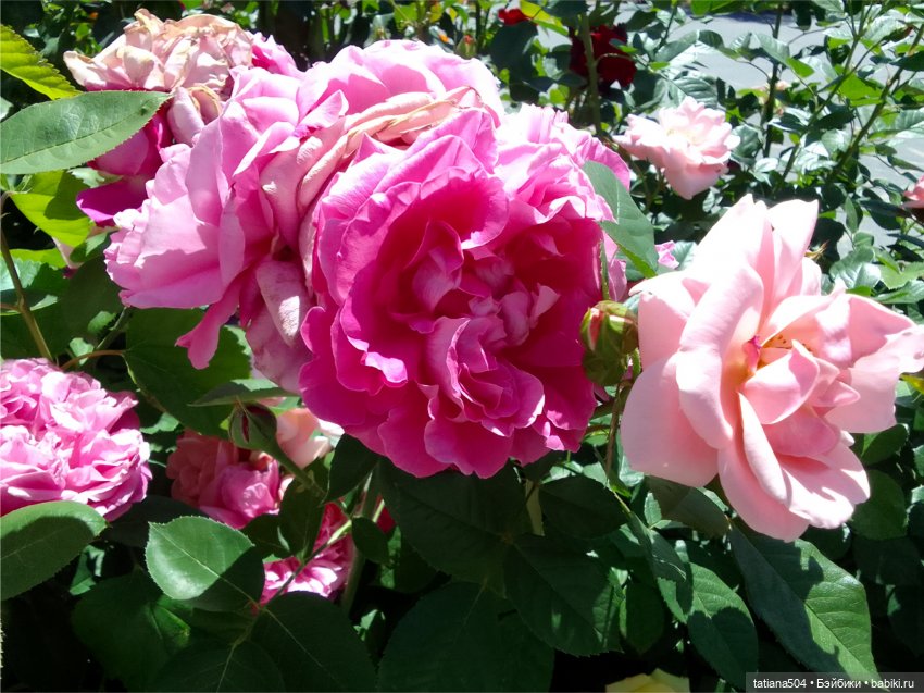 Зу за - роза, стихи и проза (фото 6)