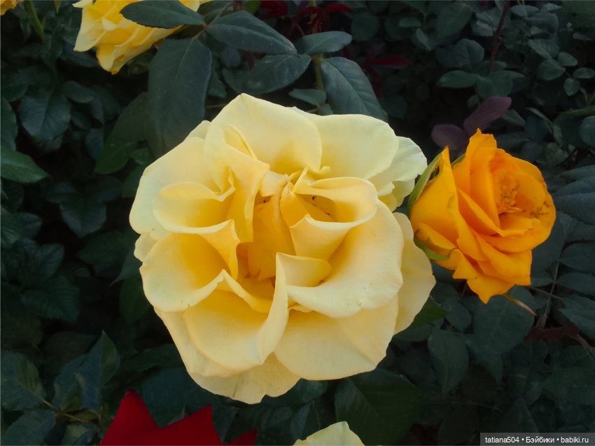 Зу за - роза, стихи и проза