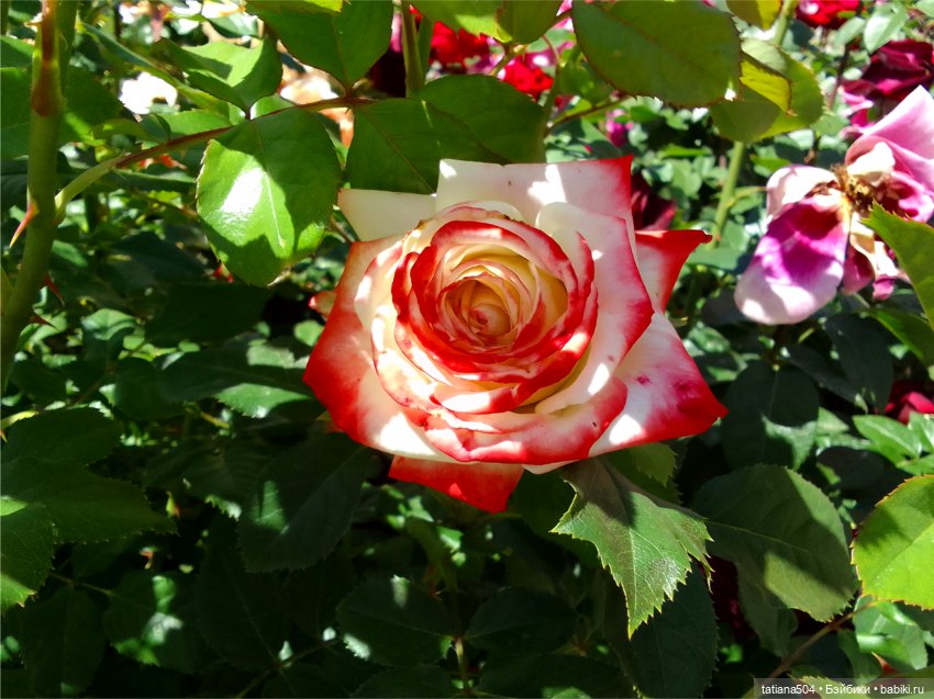 Зу за - роза, стихи и проза