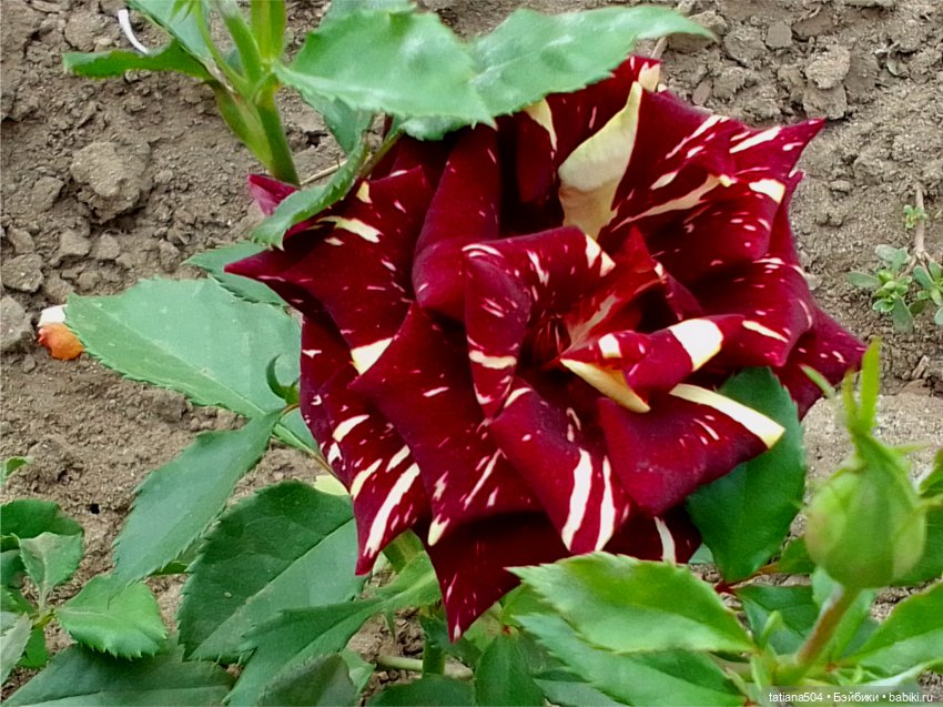 Зу за - роза, стихи и проза