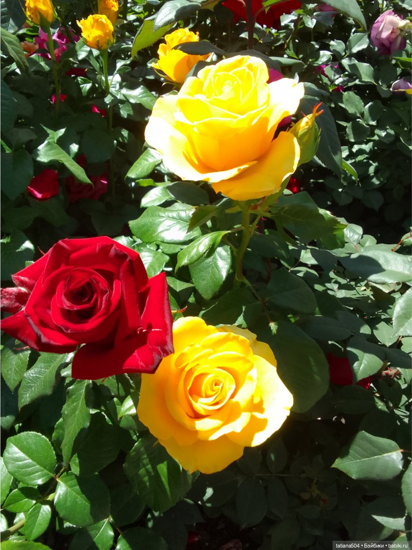 Зу за - роза, стихи и проза