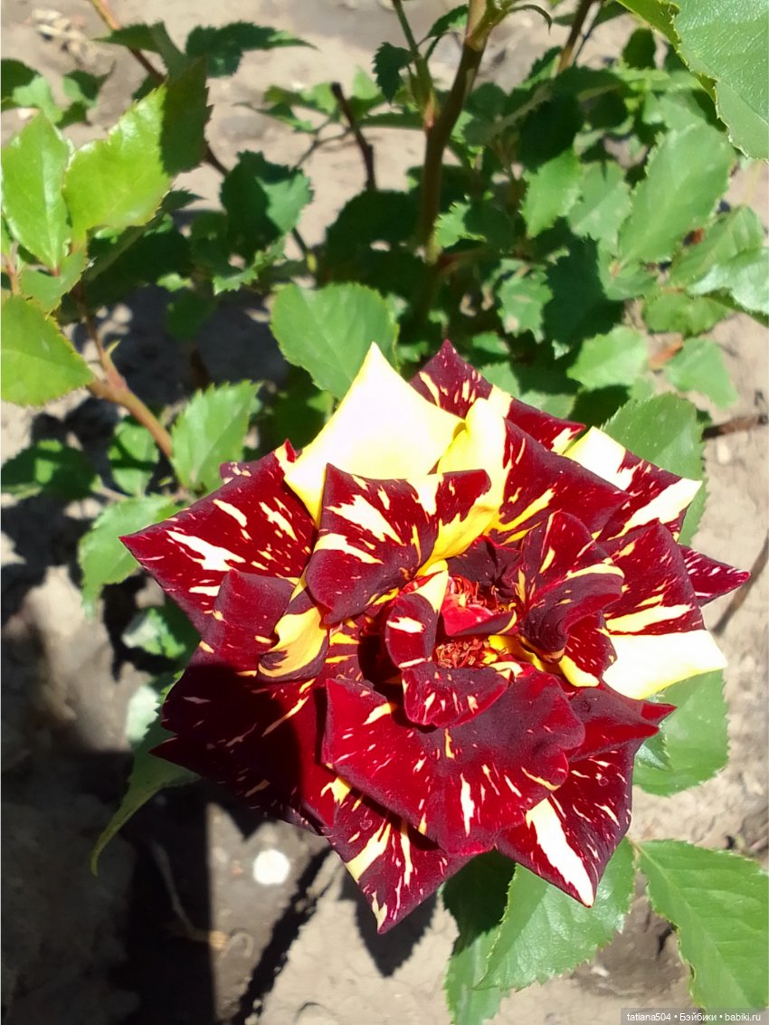 Зу за - роза, стихи и проза