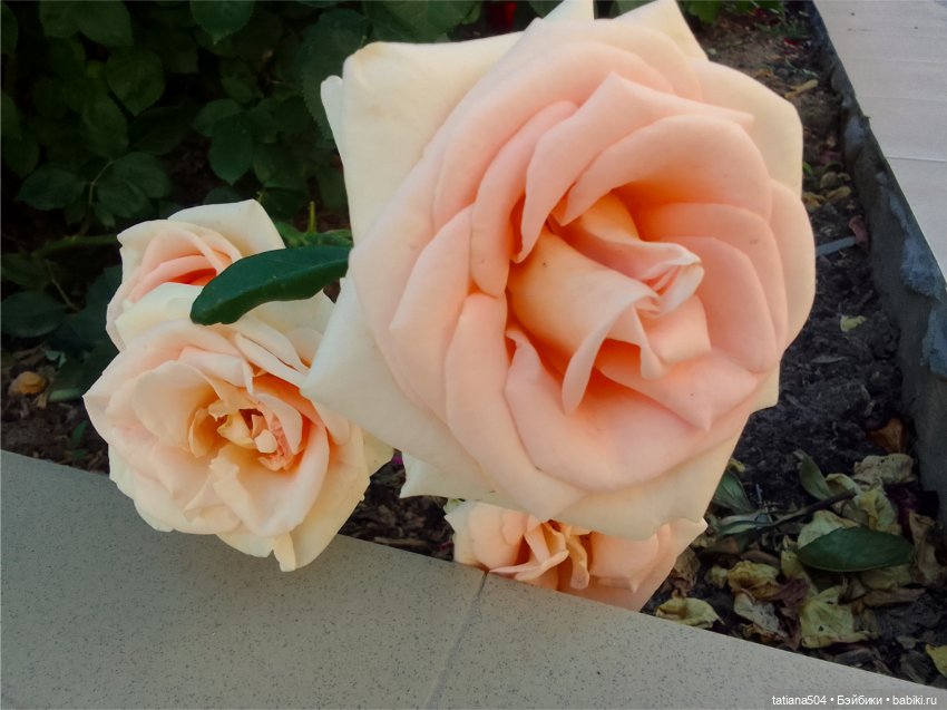 Зу за - роза, стихи и проза