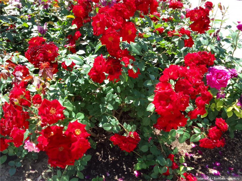 Зу за - роза, стихи и проза (фото 4)