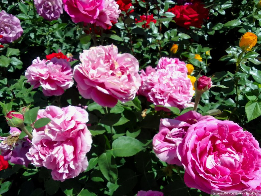 Зу за - роза, стихи и проза (фото 8)