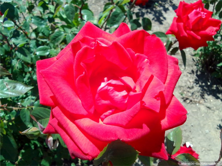 Зу за - роза, стихи и проза