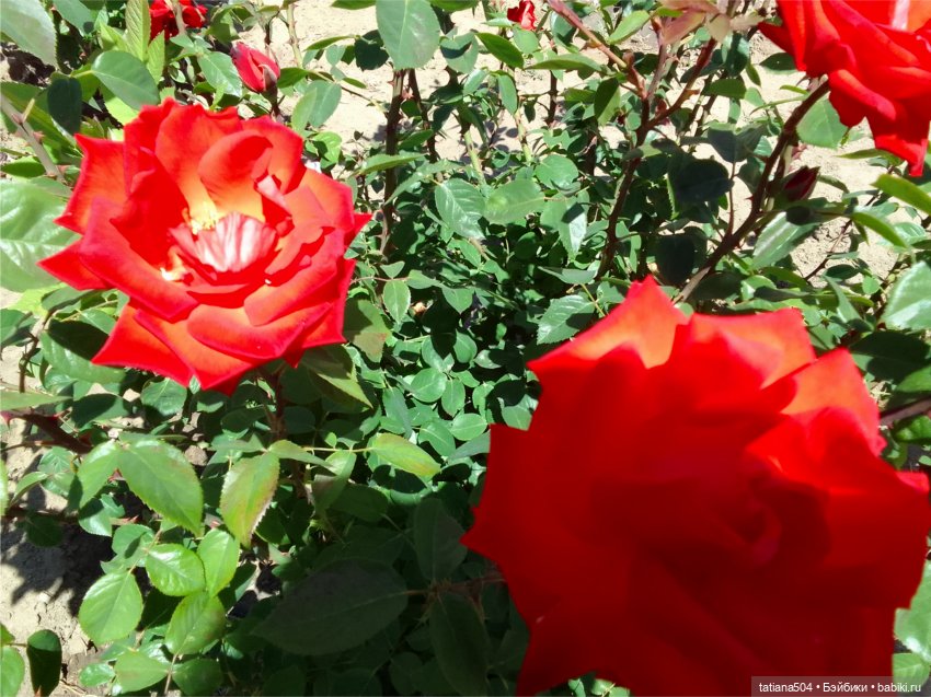 Зу за - роза, стихи и проза