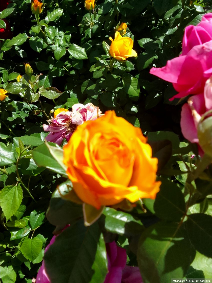 Зу за - роза, стихи и проза