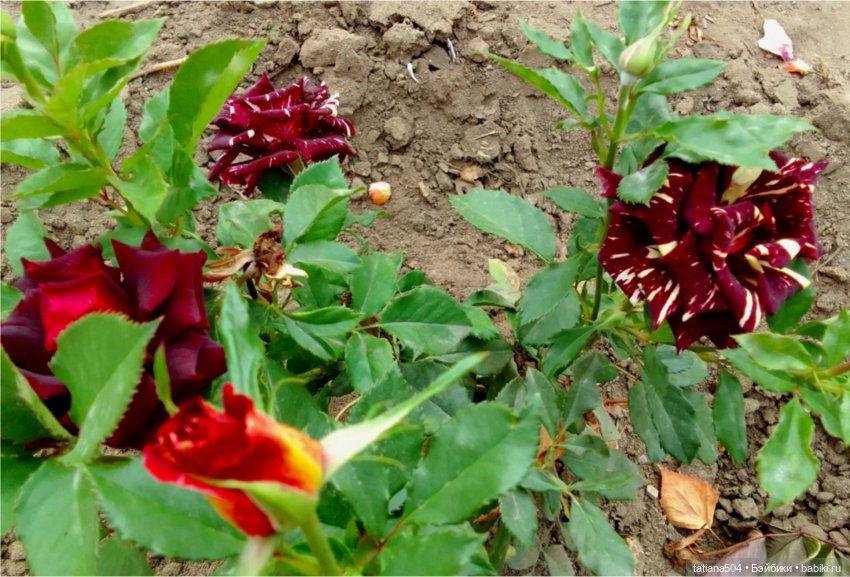 Зу за - роза, стихи и проза