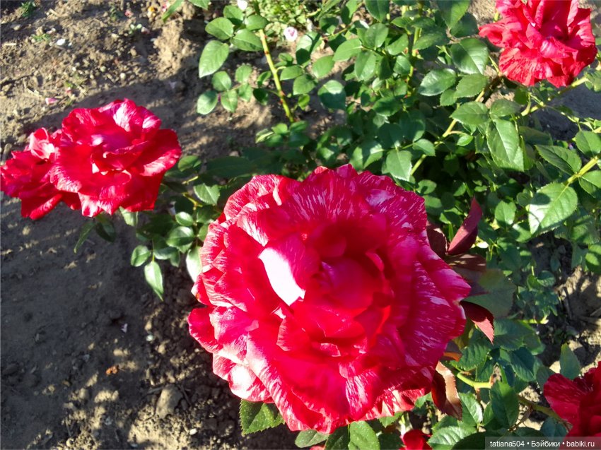 Зу за - роза, стихи и проза