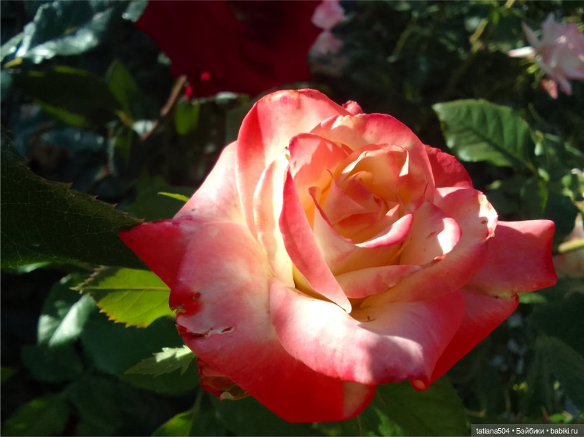 Зу за - роза, стихи и проза