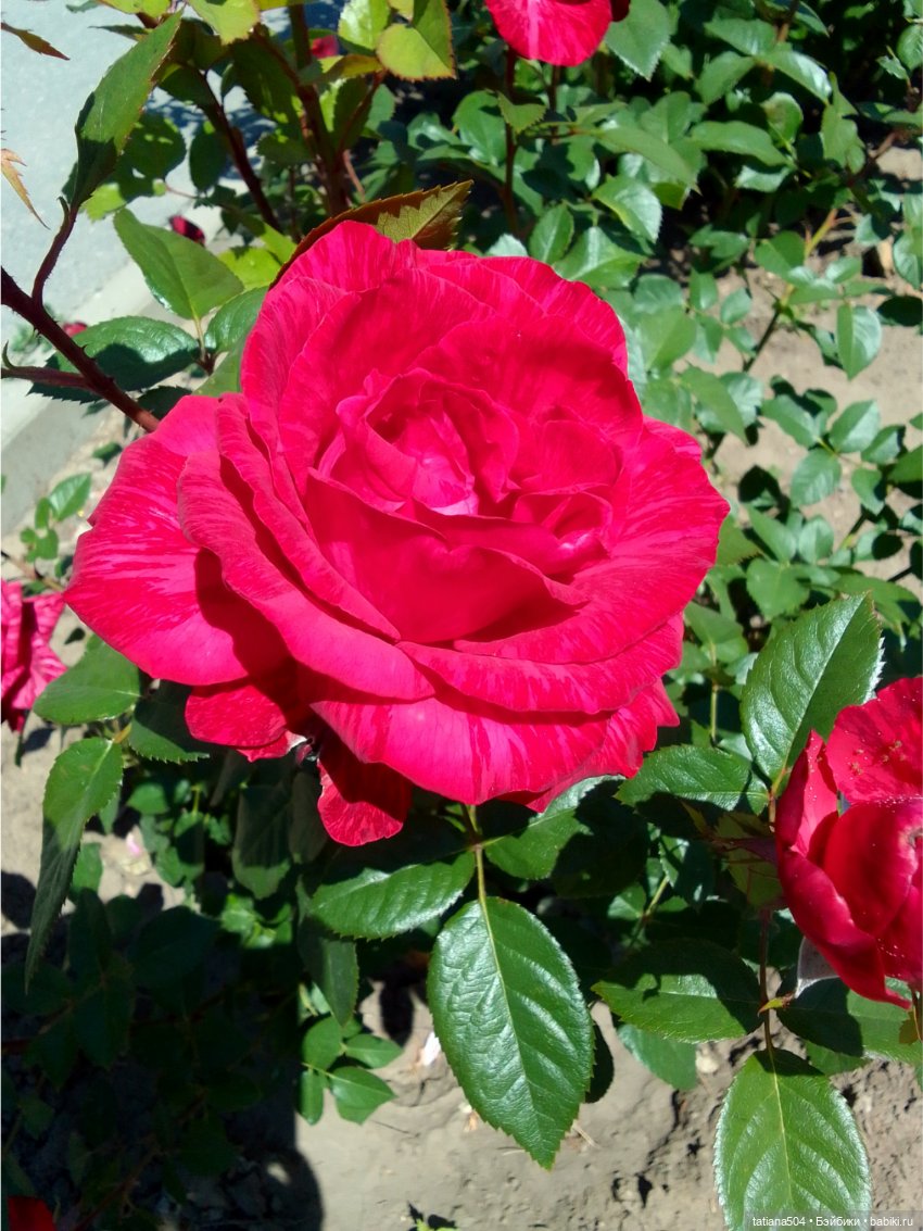 Зу за - роза, стихи и проза