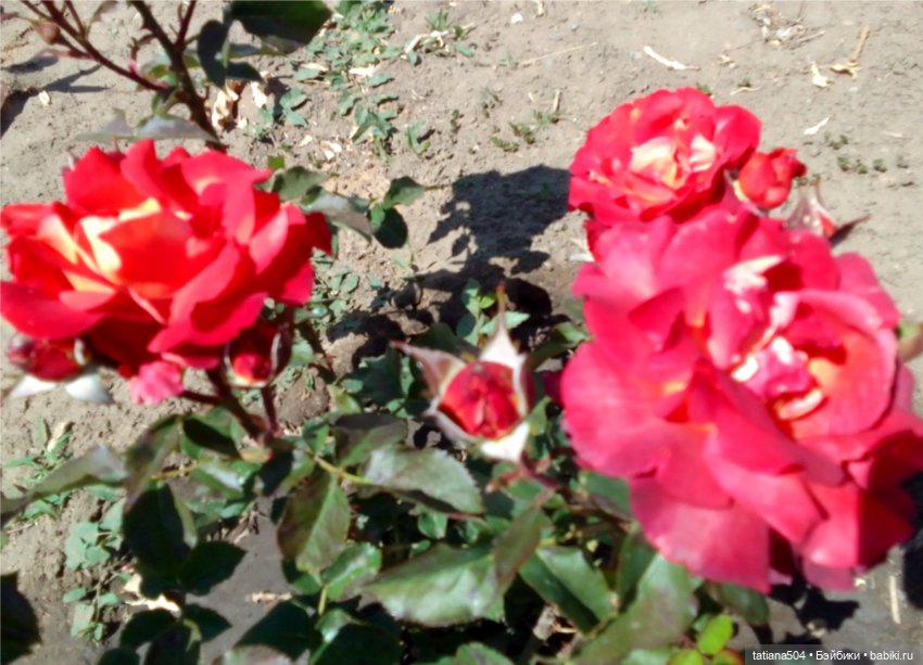 Зу за - роза, стихи и проза