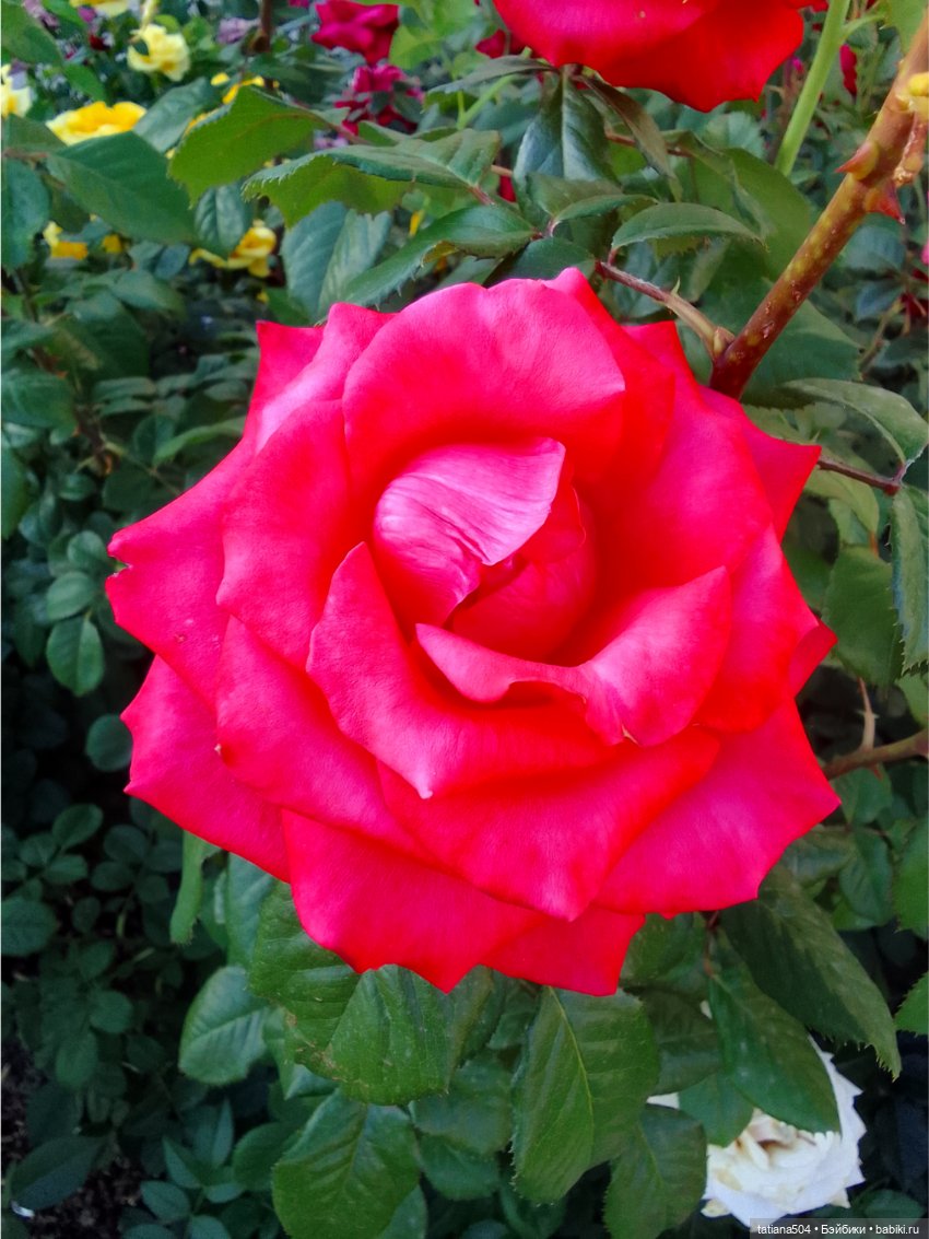 Зу за - роза, стихи и проза