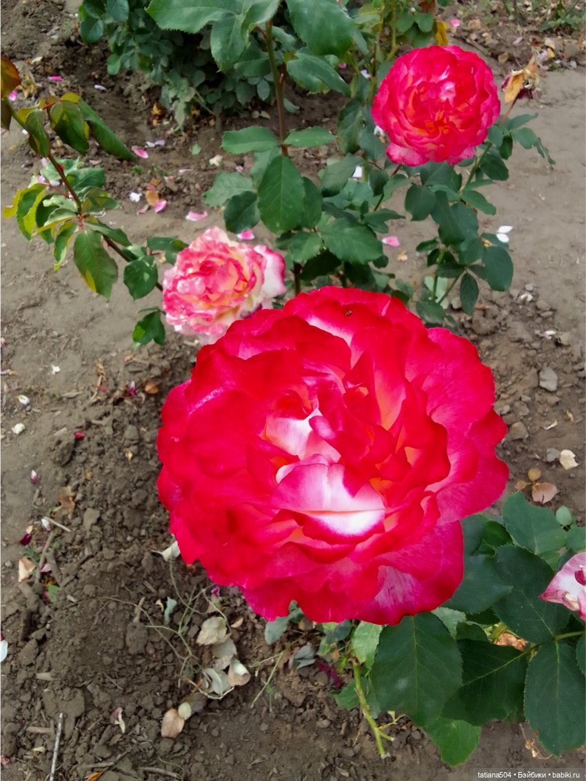 Зу за - роза, стихи и проза