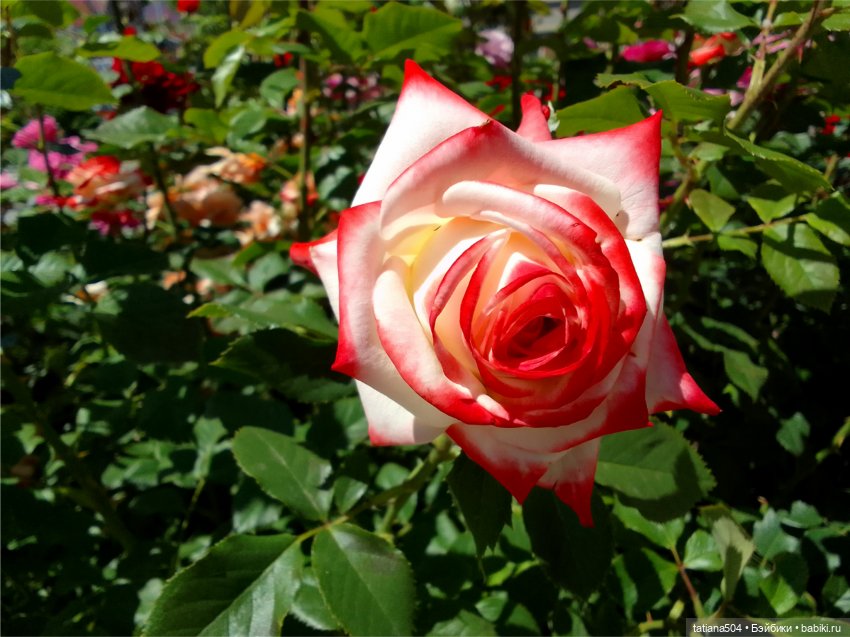 Зу за - роза, стихи и проза