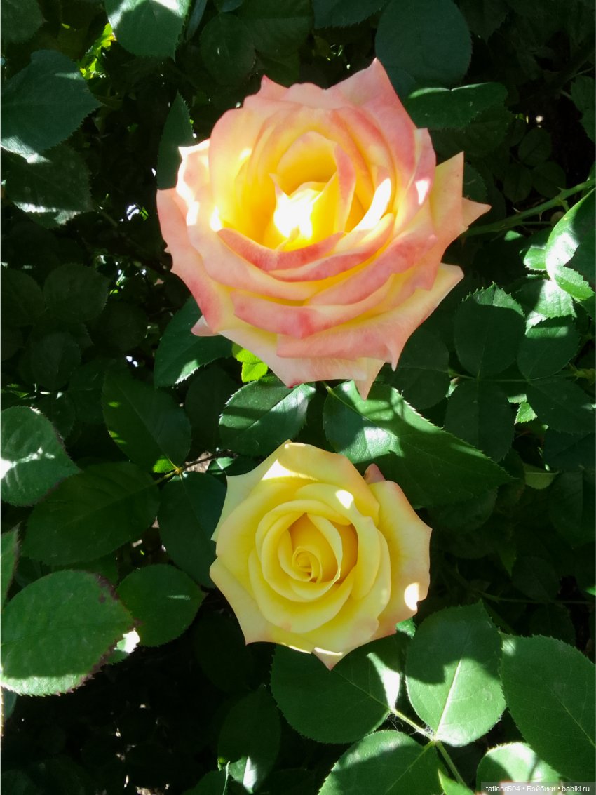 Зу за - роза, стихи и проза