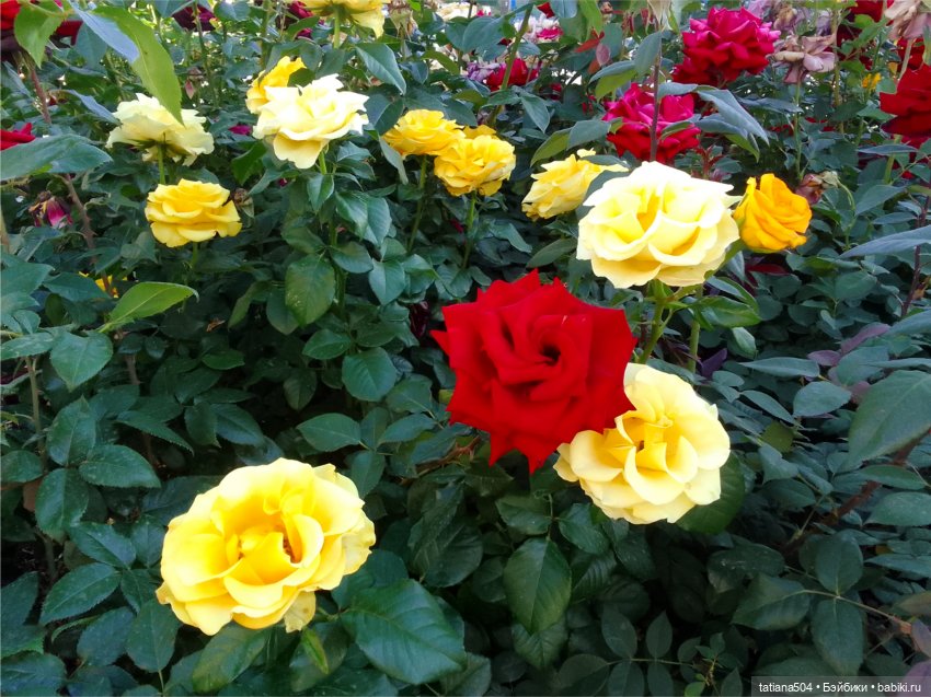 Зу за - роза, стихи и проза