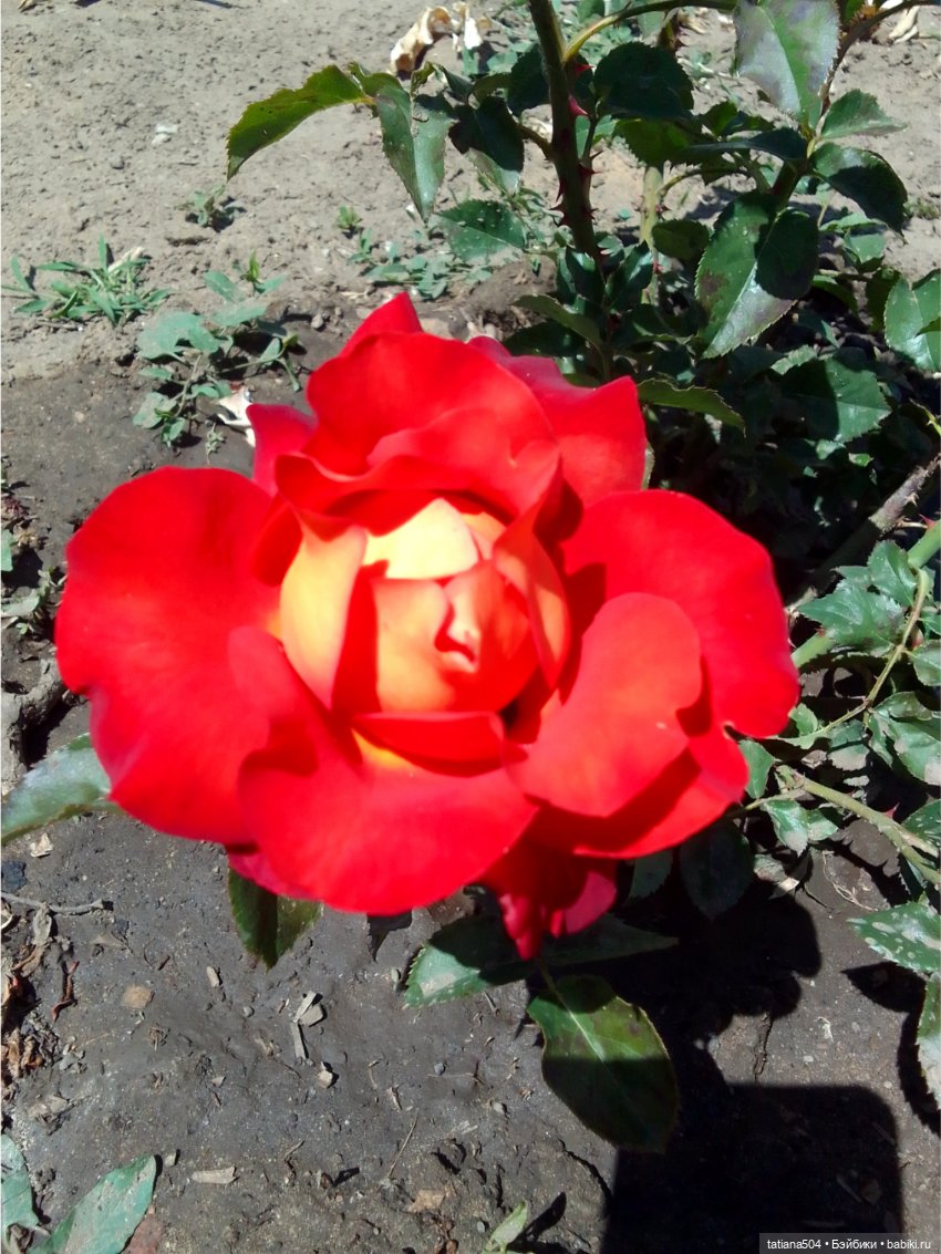 Зу за - роза, стихи и проза