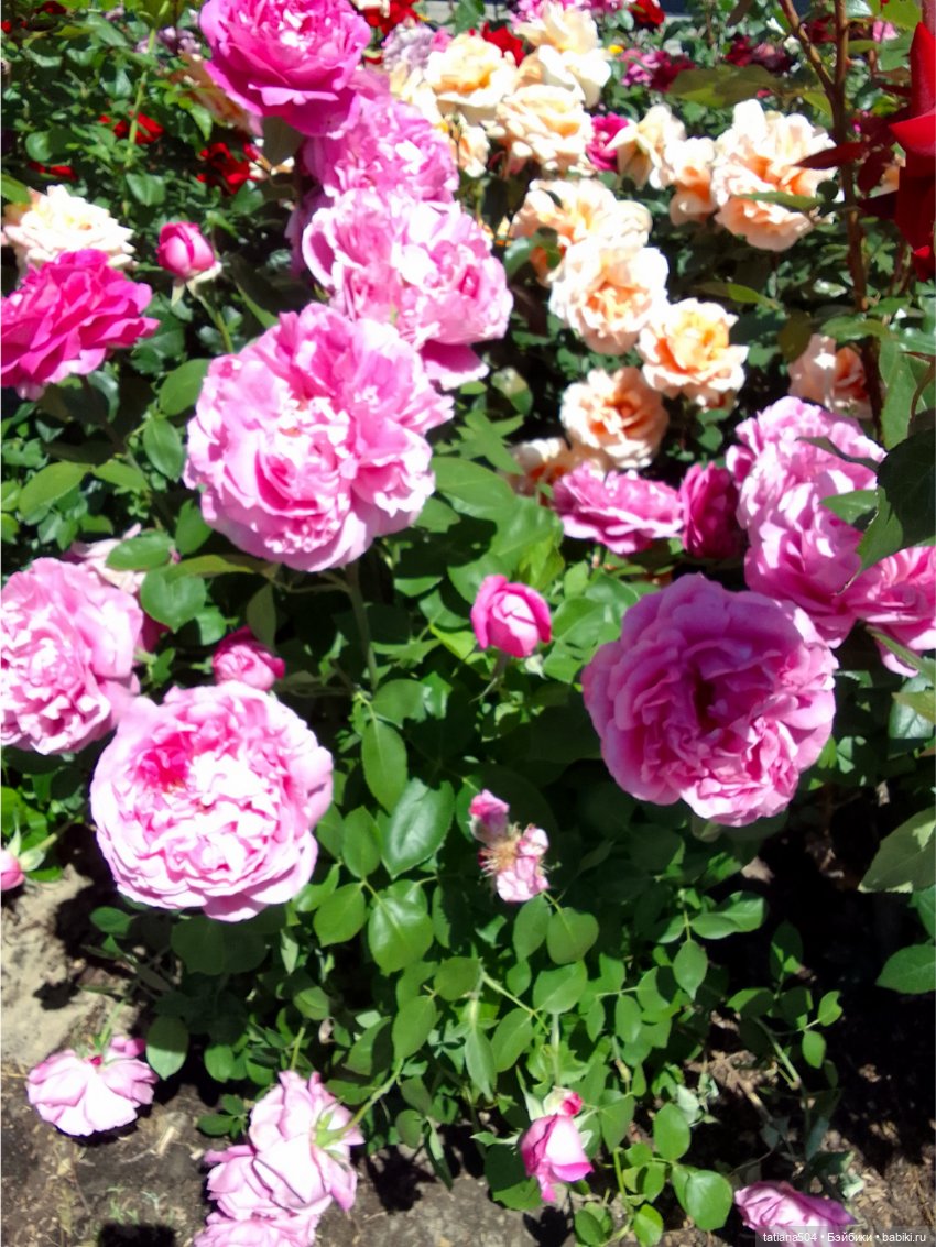 Зу за - роза, стихи и проза (фото 9)