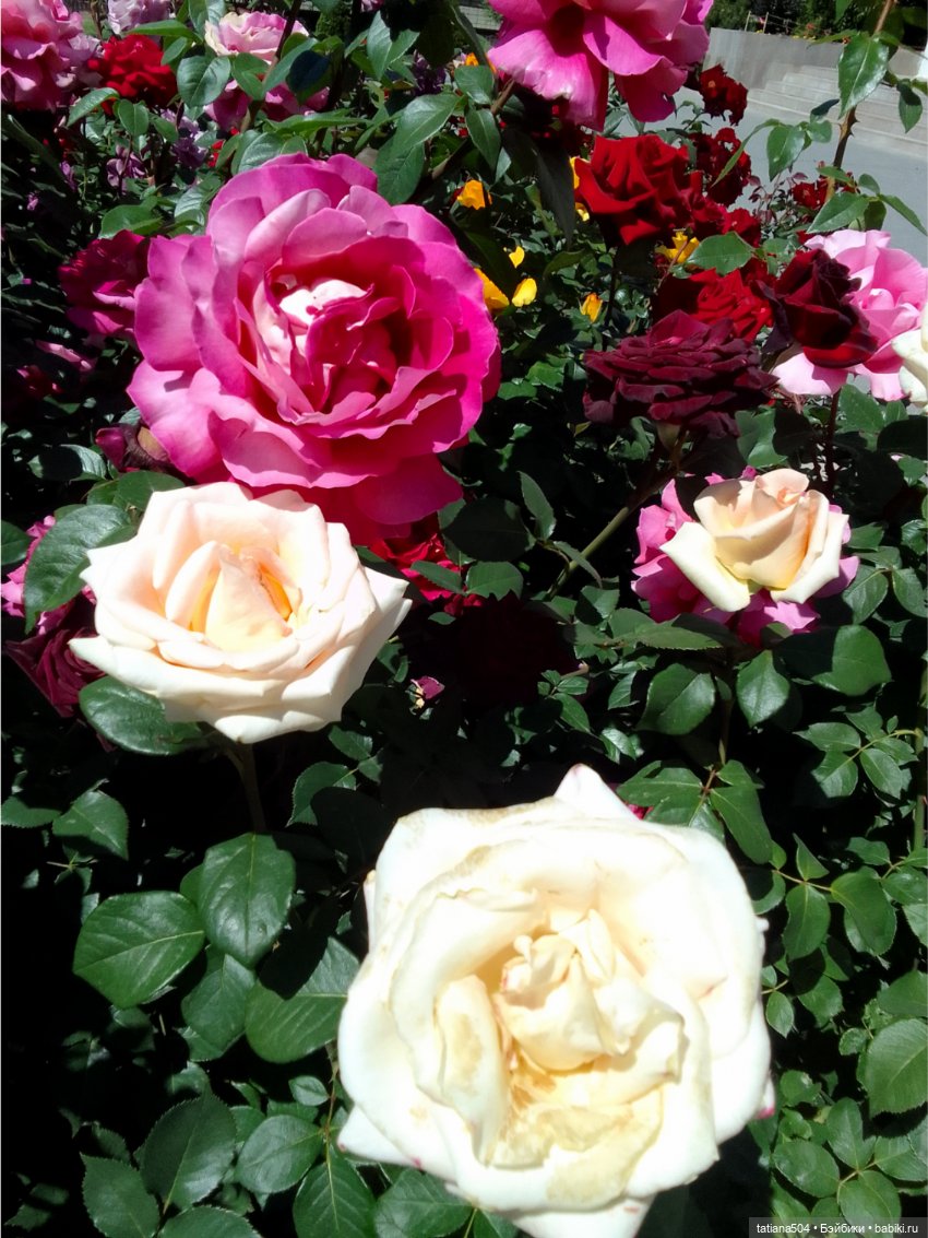 Зу за - роза, стихи и проза