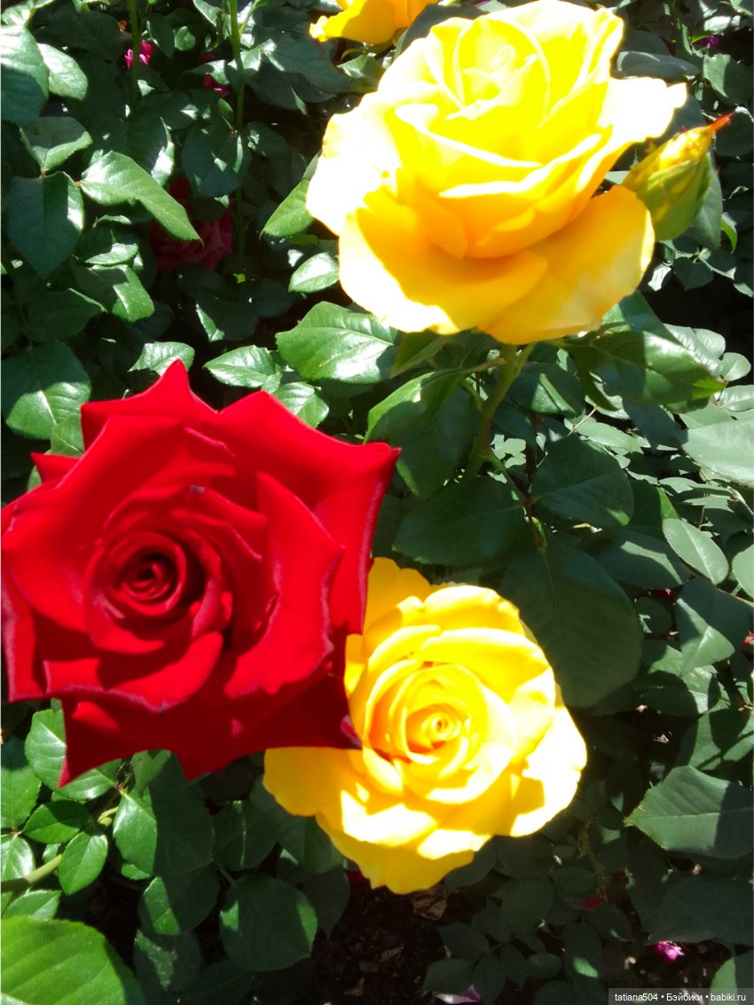 Зу за - роза, стихи и проза