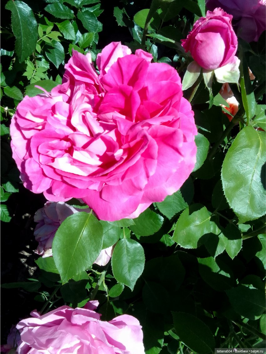 Зу за - роза, стихи и проза (фото 7)